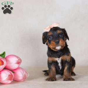 Gail, Bernedoodle-Munchkin Puppy
